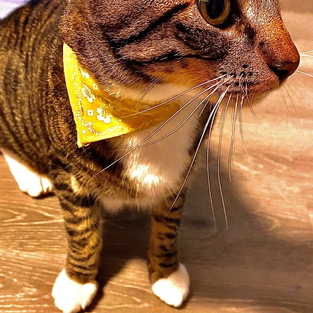 Hawaii floral cat bandana buckle up collar